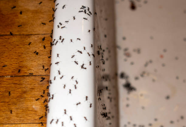 Best Pest Prevention Services  in Thermalito, CA