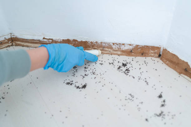 Best Flea Control Services  in Thermalito, CA